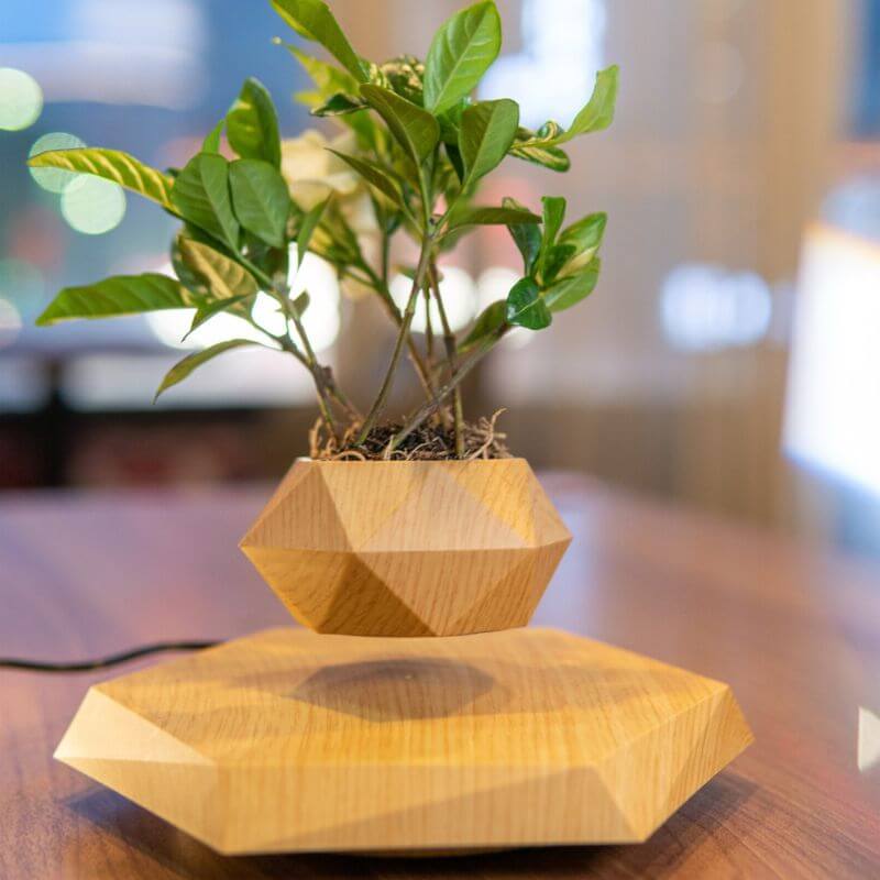 Plante lévitation magnétique - Pot de Fleur en Lévitation - Science Labs