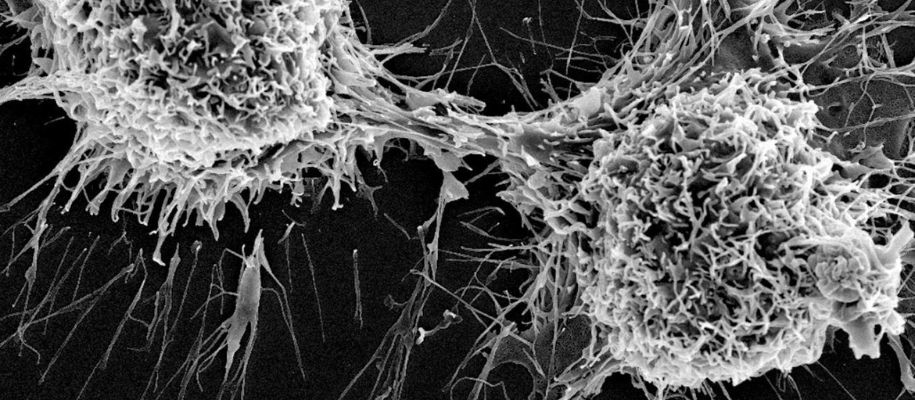 Tenségrité Biologie