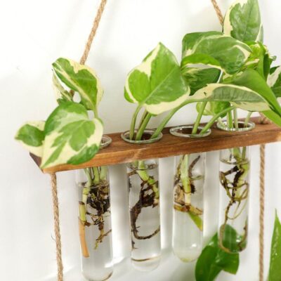 Reagenzglas Wandvase für Stecklinge Bild 2