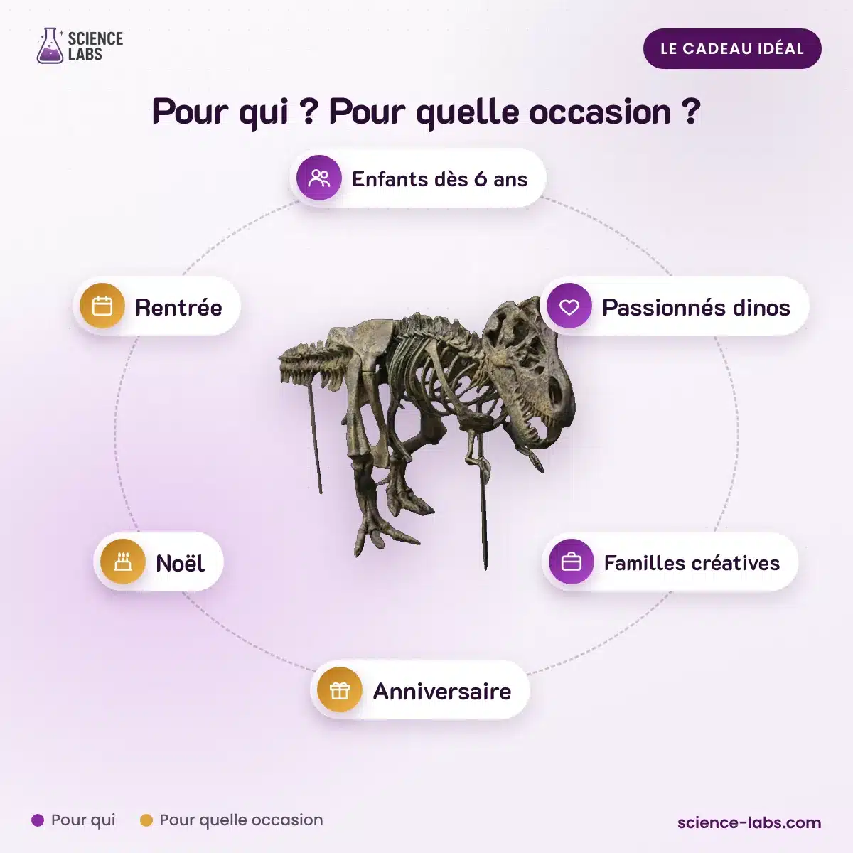 Dinosaurier Skelett Bausatz Bild 4