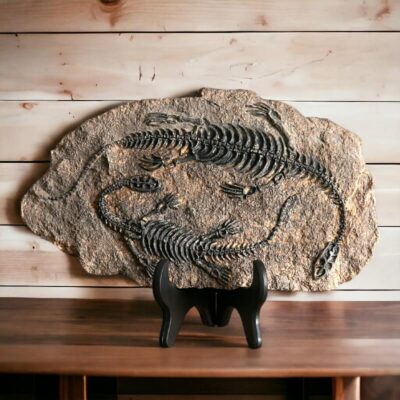 Dinosaurier Fossil Replik Bild 2