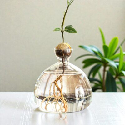 Avocado Anzuchtglas in Sanduhrform