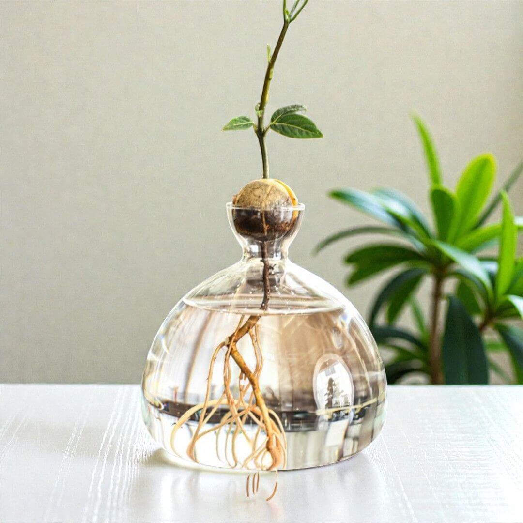 Avocado Anzuchtglas in Sanduhrform