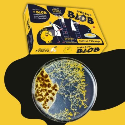 Blob Schleimpilz Zuchtset