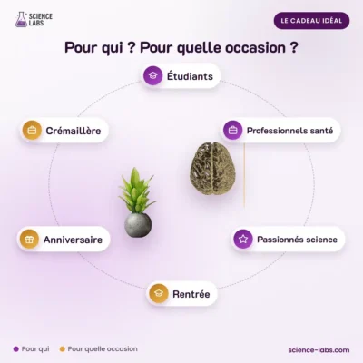 Anatomie Poster Menschlicher Körper Bild 4
