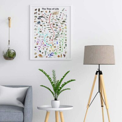 Biologie Poster Evolution Bild 6