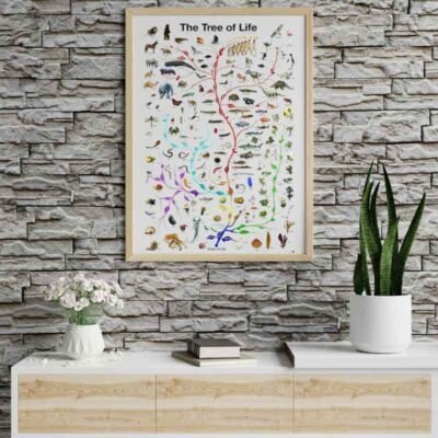 Biologie Poster Evolution Bild 5