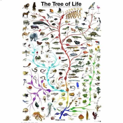 Biologie Poster Evolution Bild 7
