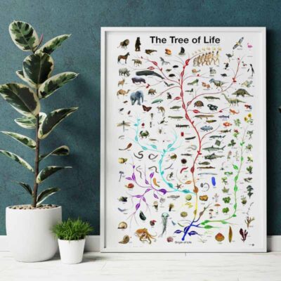 Biologie Poster Evolution
