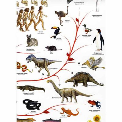 Biologie Poster Evolution Bild 8
