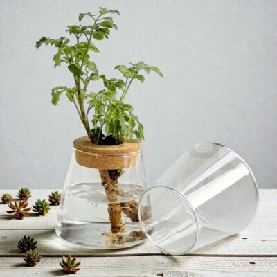 Hydroponik Vase mit Korkdeckel Bild 2